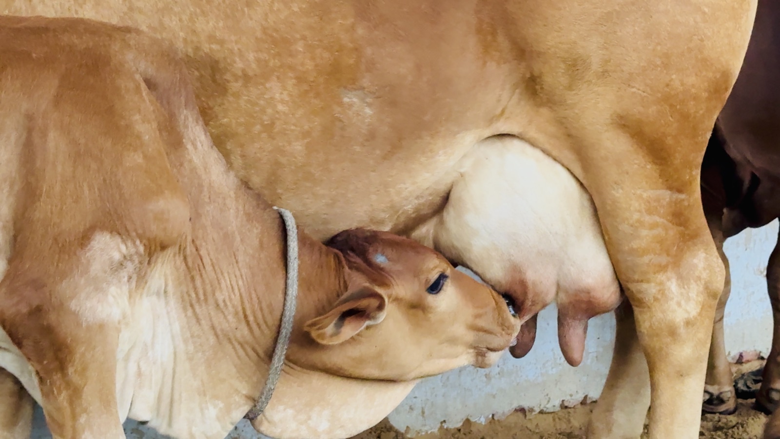 Ethical dairying