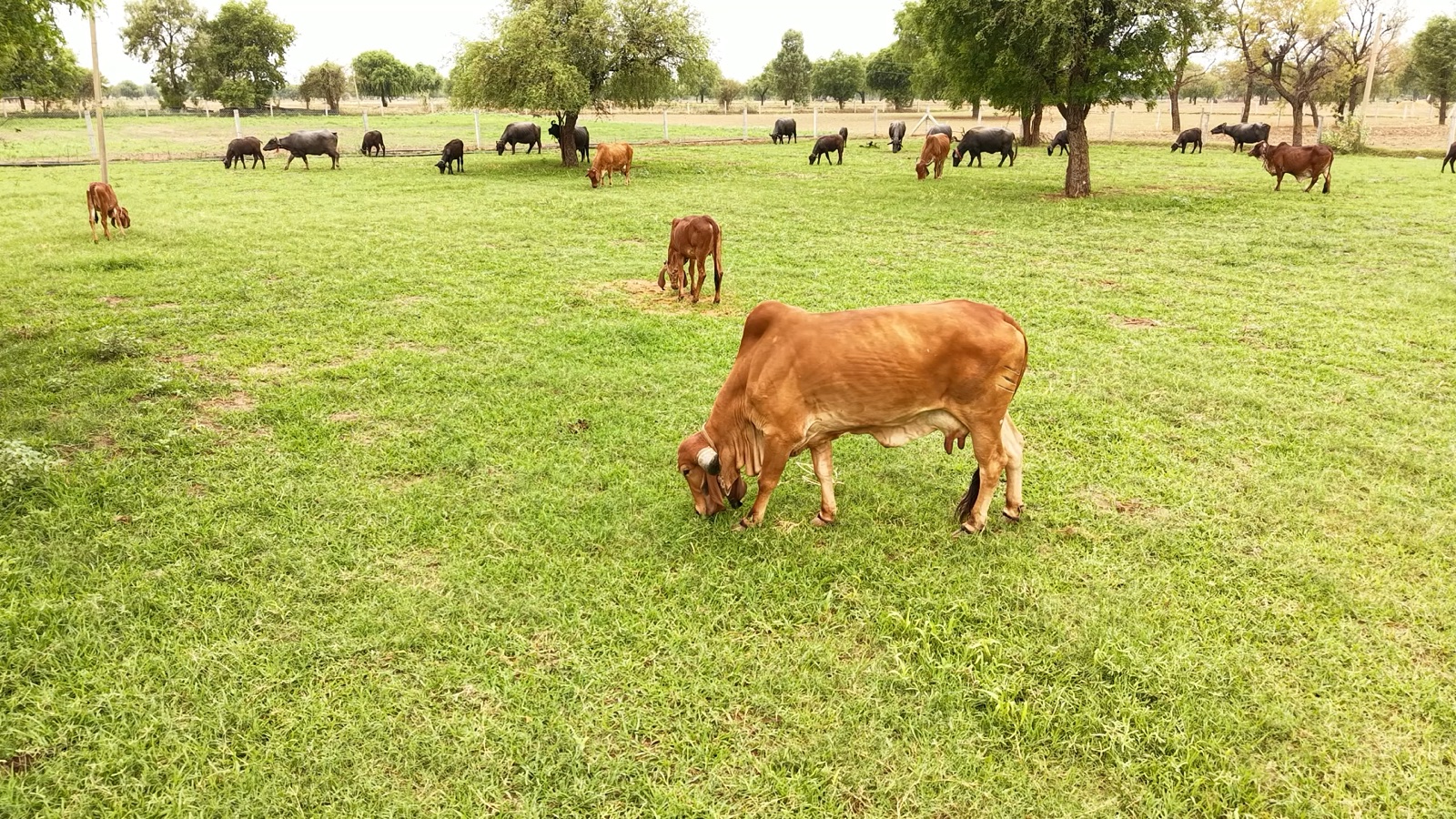 Truly Free Grazing